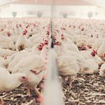 Fornitura di apparecchiature di laboratorio per scienze alimentari e nutrizione animale: progetto ITB/2018/2889