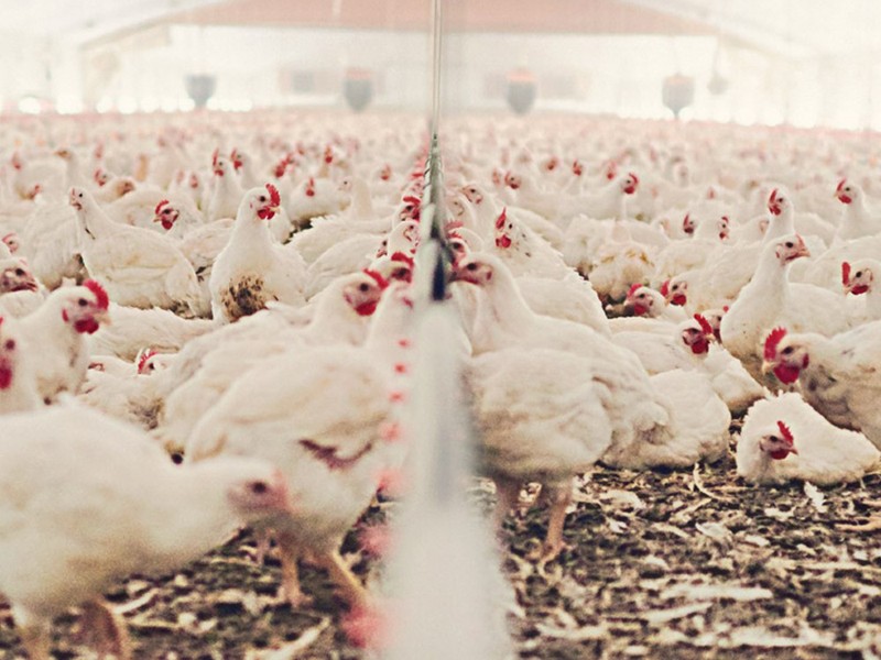 Matériel de laboratoire de science alimentaire et de nutrition animale pour le ministère de l'Agriculture