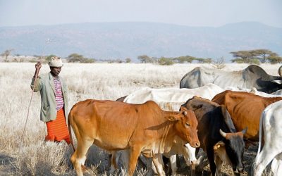 Protezione delle piante, salute degli animali e biotecnologie per il Ministero dell’Agricoltura: progetto ITB/2018/2885